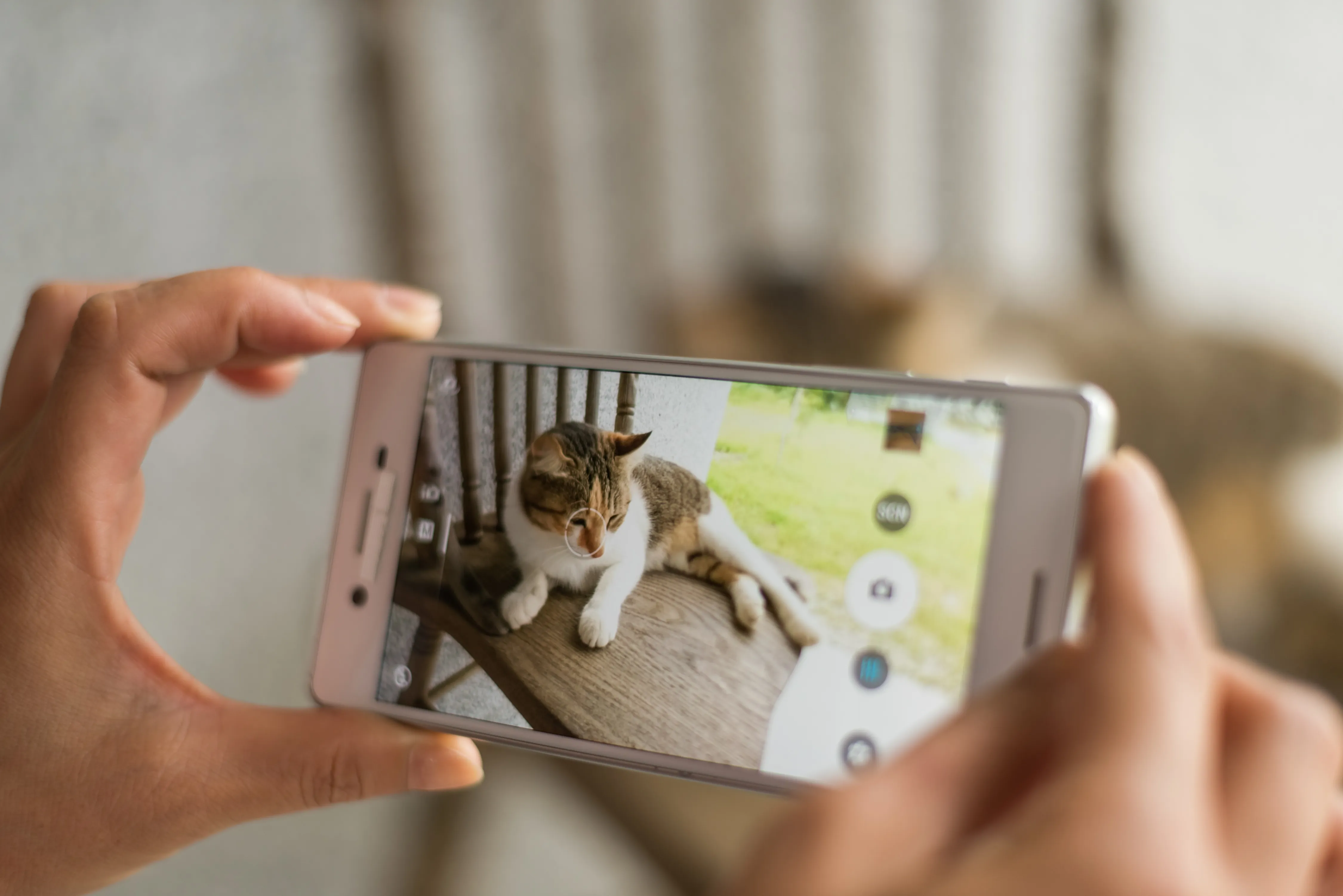 foto maken van kat met mobiel foto maken van kat met mobiel