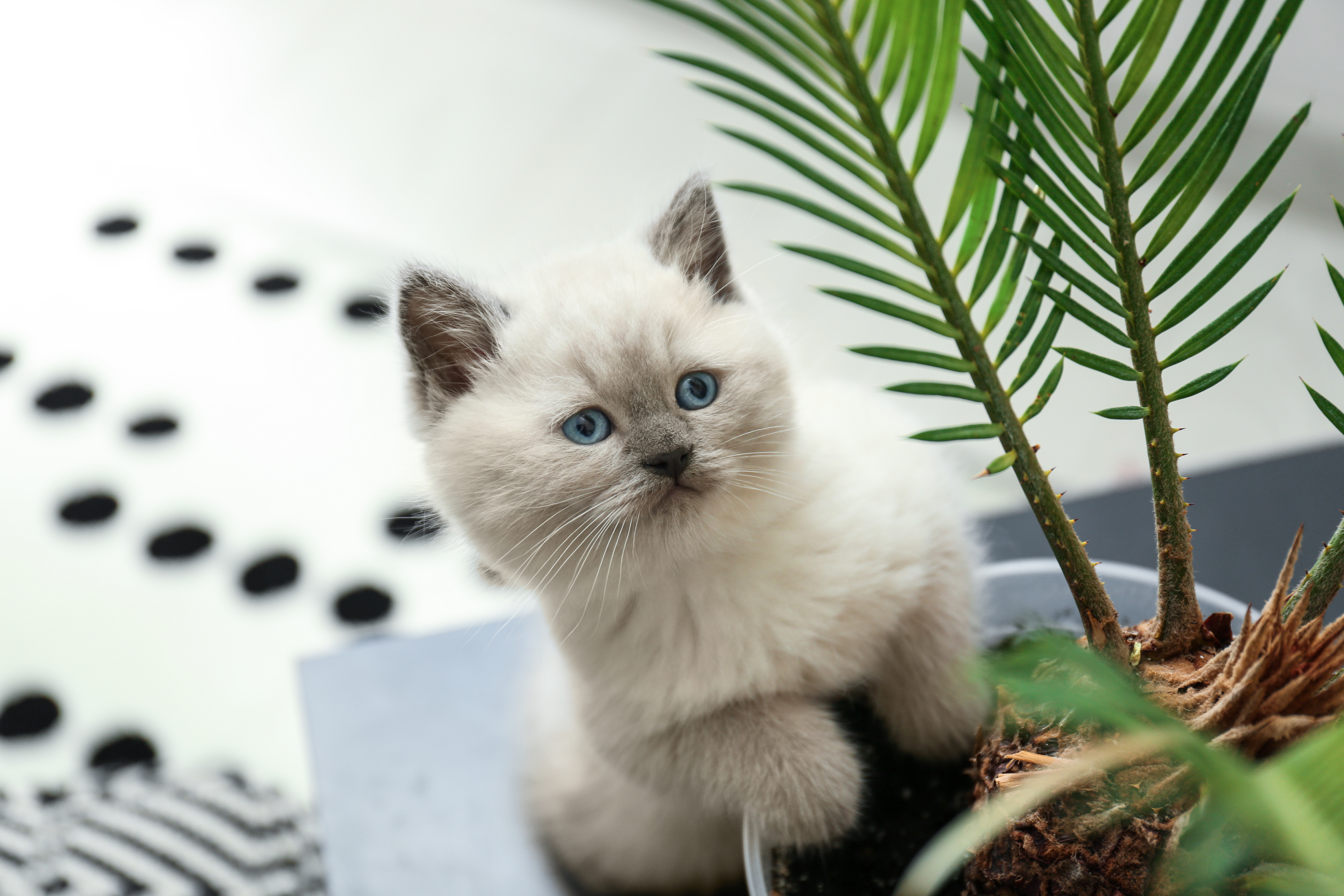 kitten in Blumentopf kitten in Blumentopf