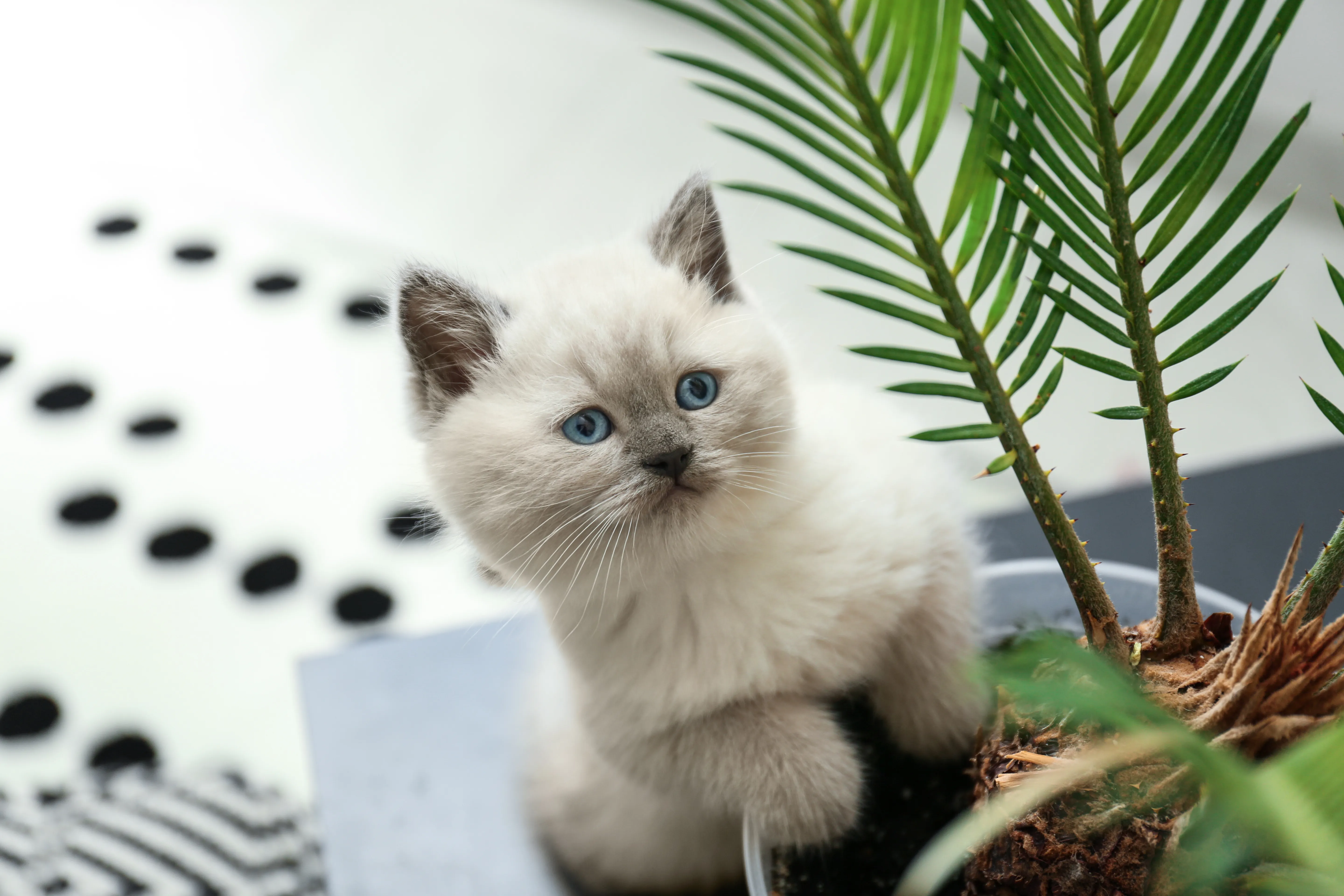 kitten in Blumentopf kitten in Blumentopf