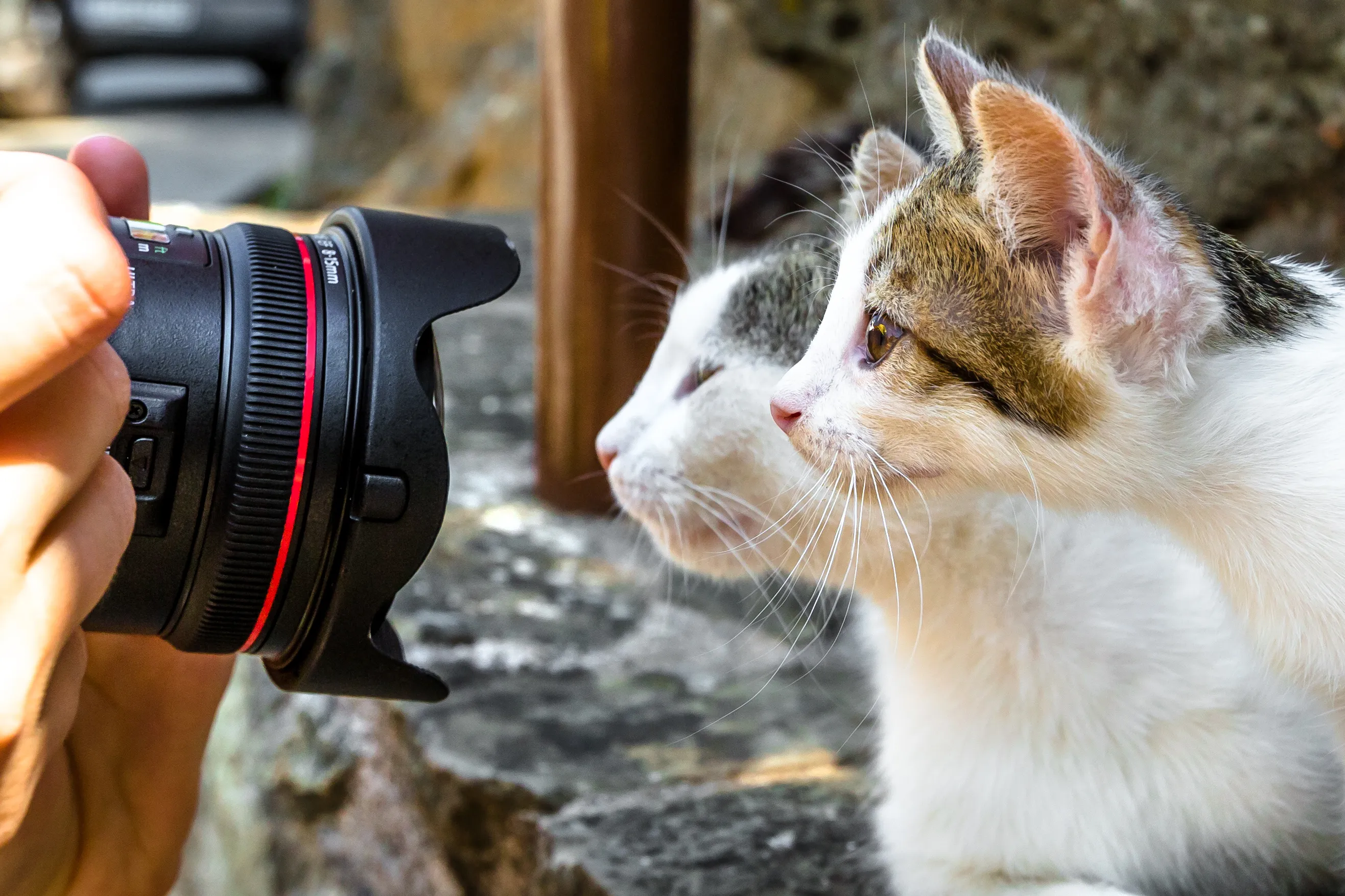 zwei Katze fotographiert zwei Katze fotographiert