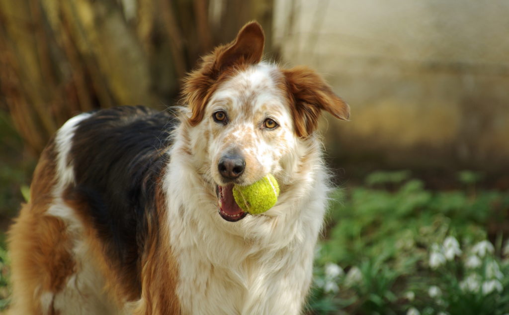 alte hund mit balle alter hund mit ball