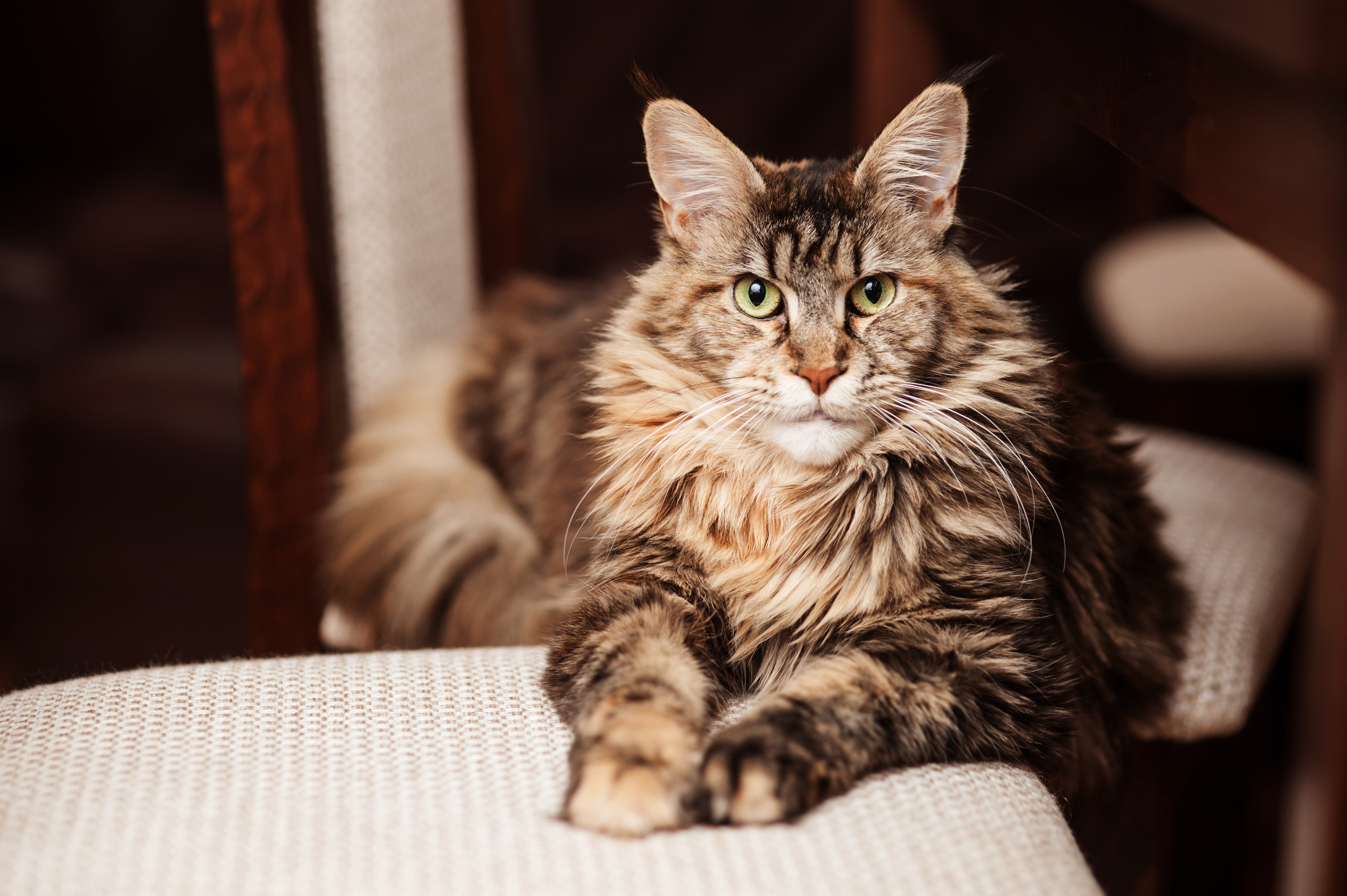alte katze alte katze