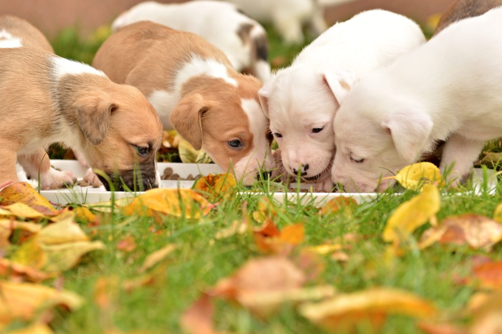 amstaff welpen fressen Lots of little cute puppies from a breeder.