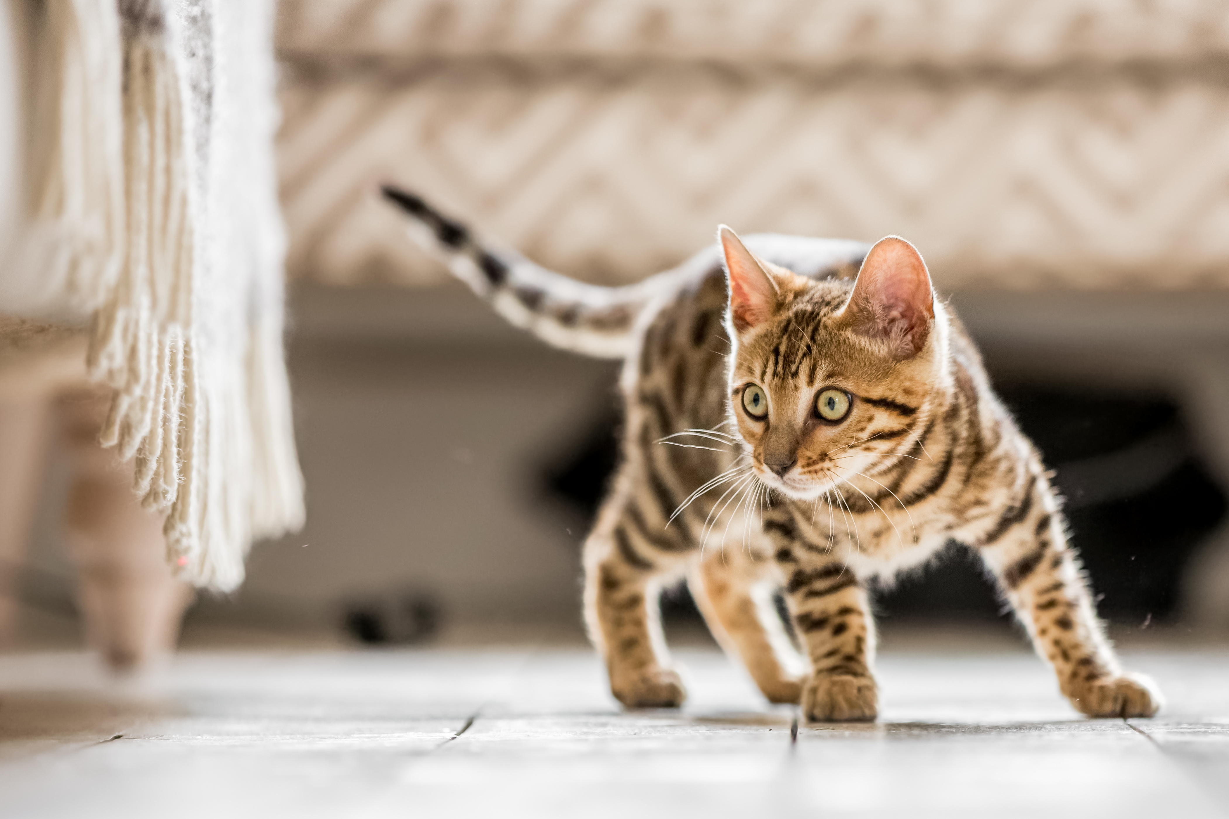neugieriges Bengal Kitten Bengal Kitten