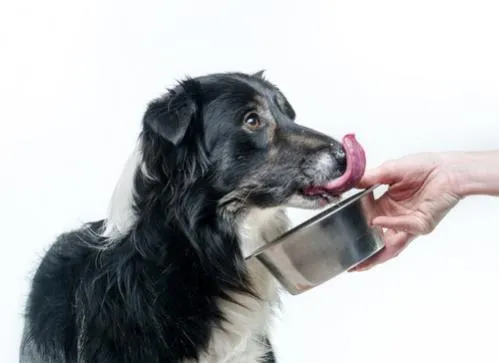 comida_border_collie comida_border_collie