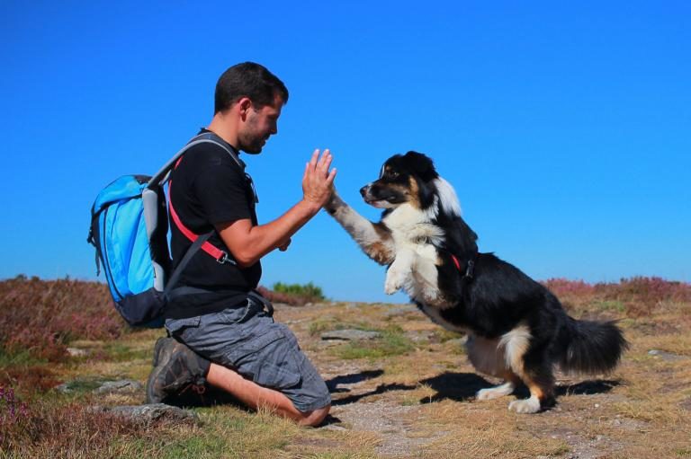 Truques para cães