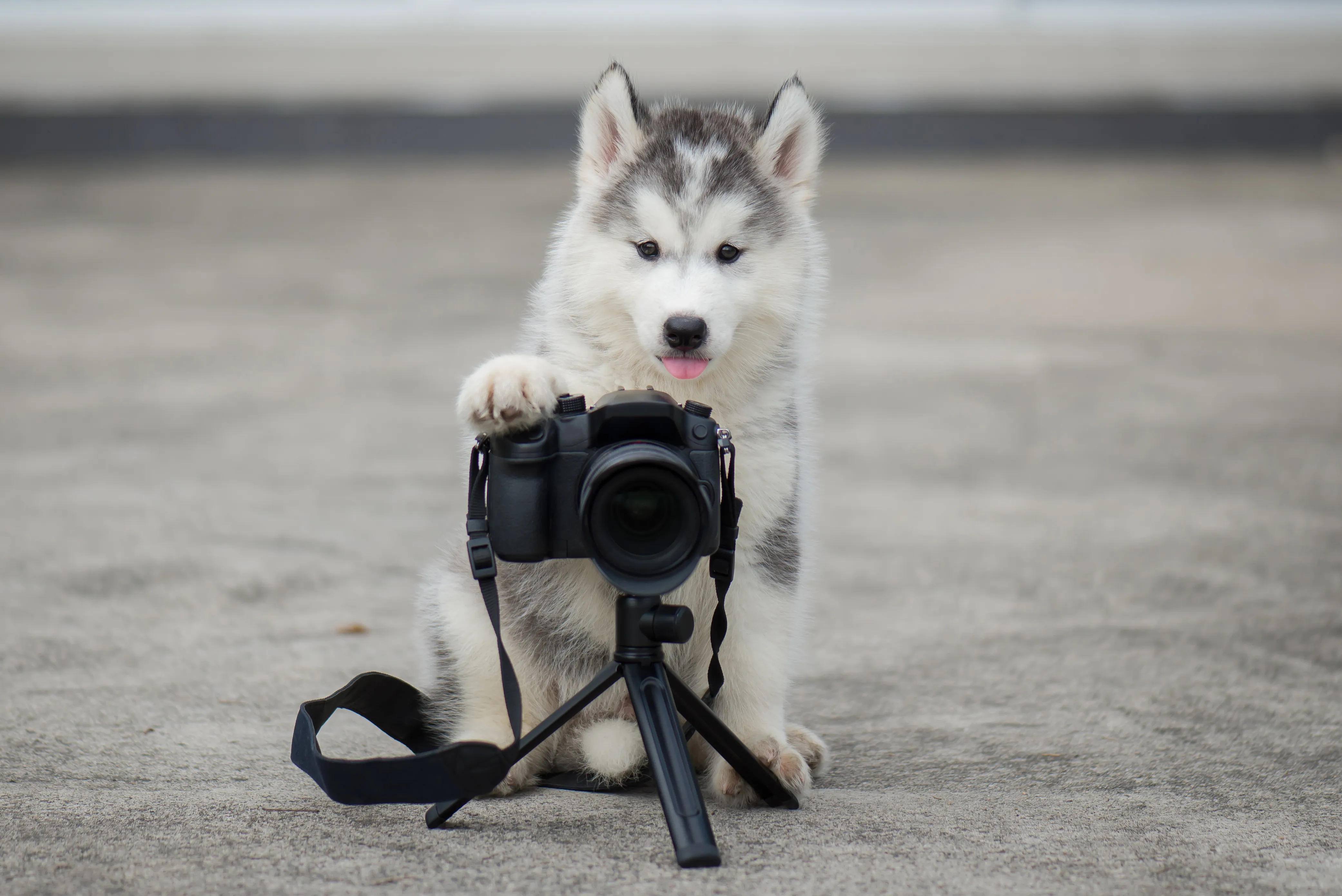 fotografera hund fotografera hund