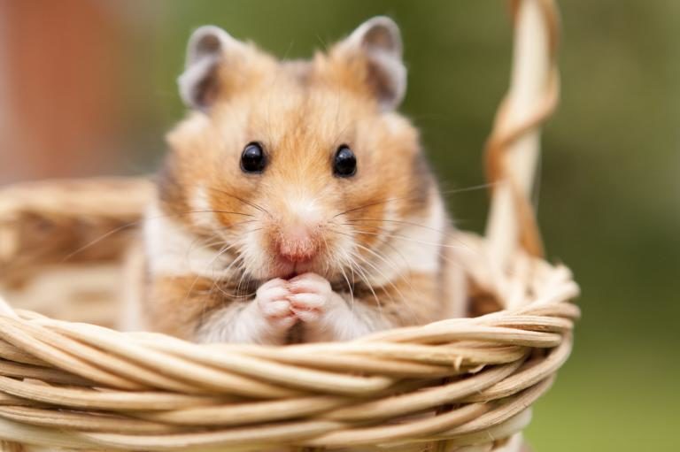 linguagem-dos-hamsters