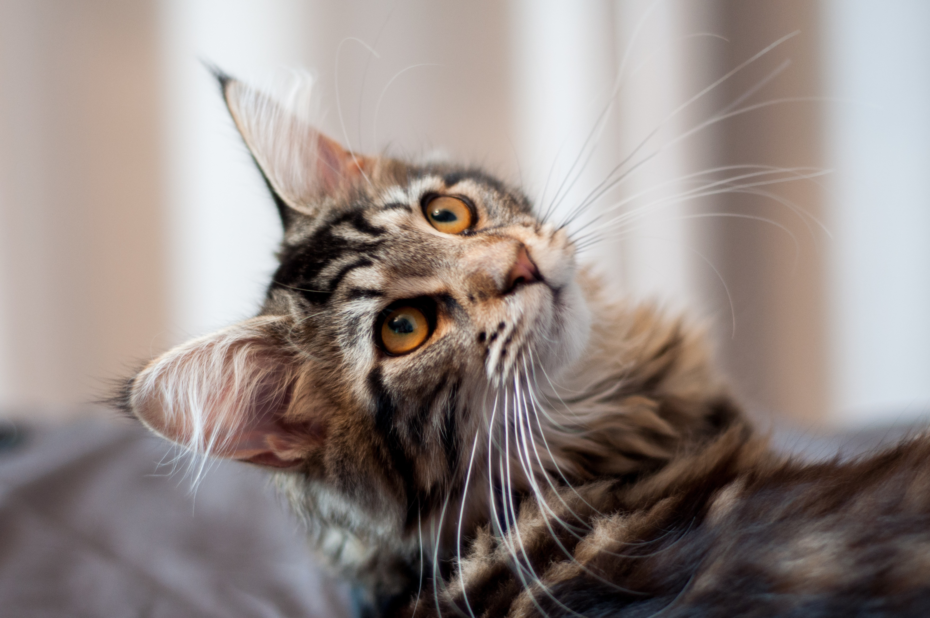 maine coon kätzchen maine coon kätzchen