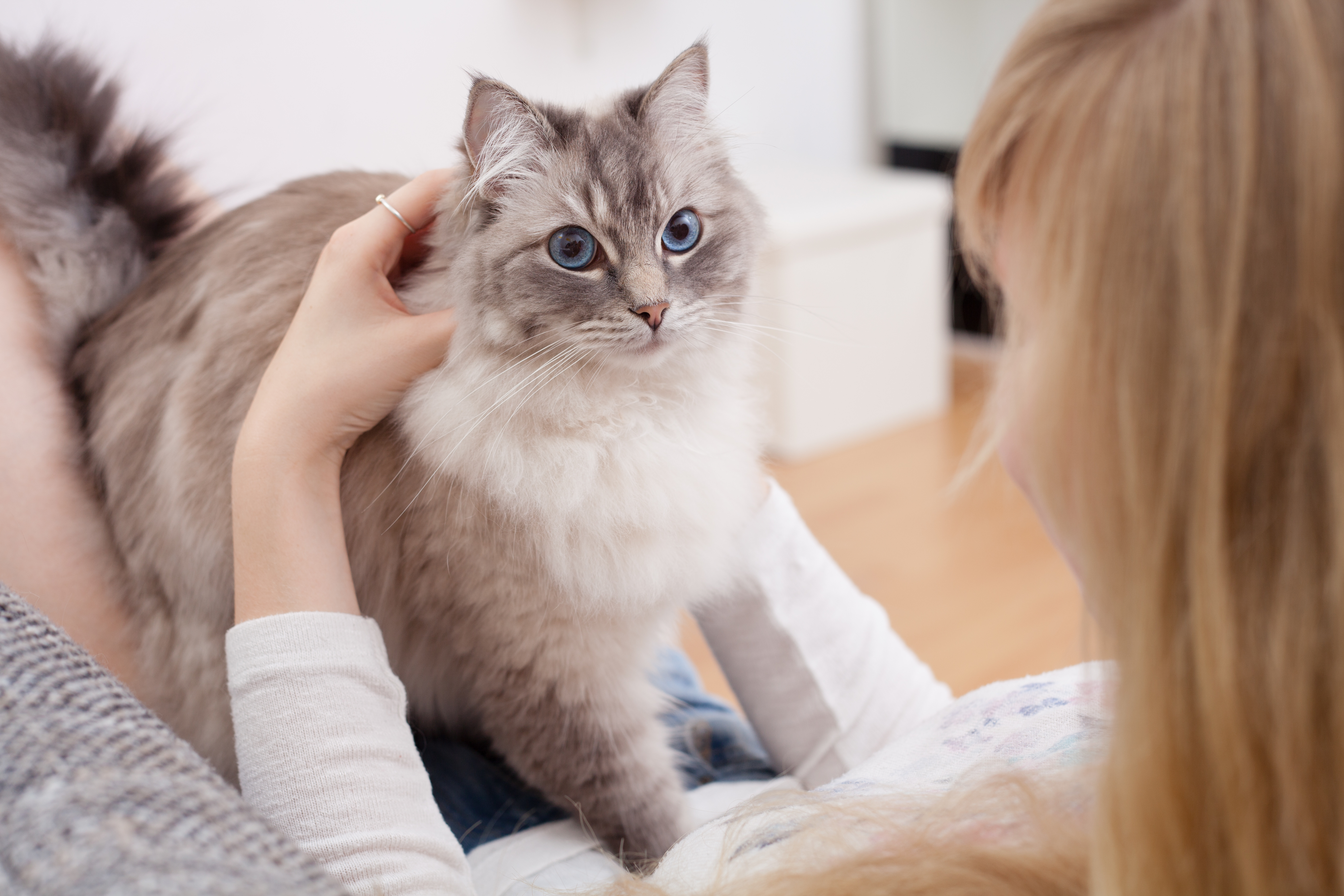 ragdoll katze mit frau ragdoll katze mit frau