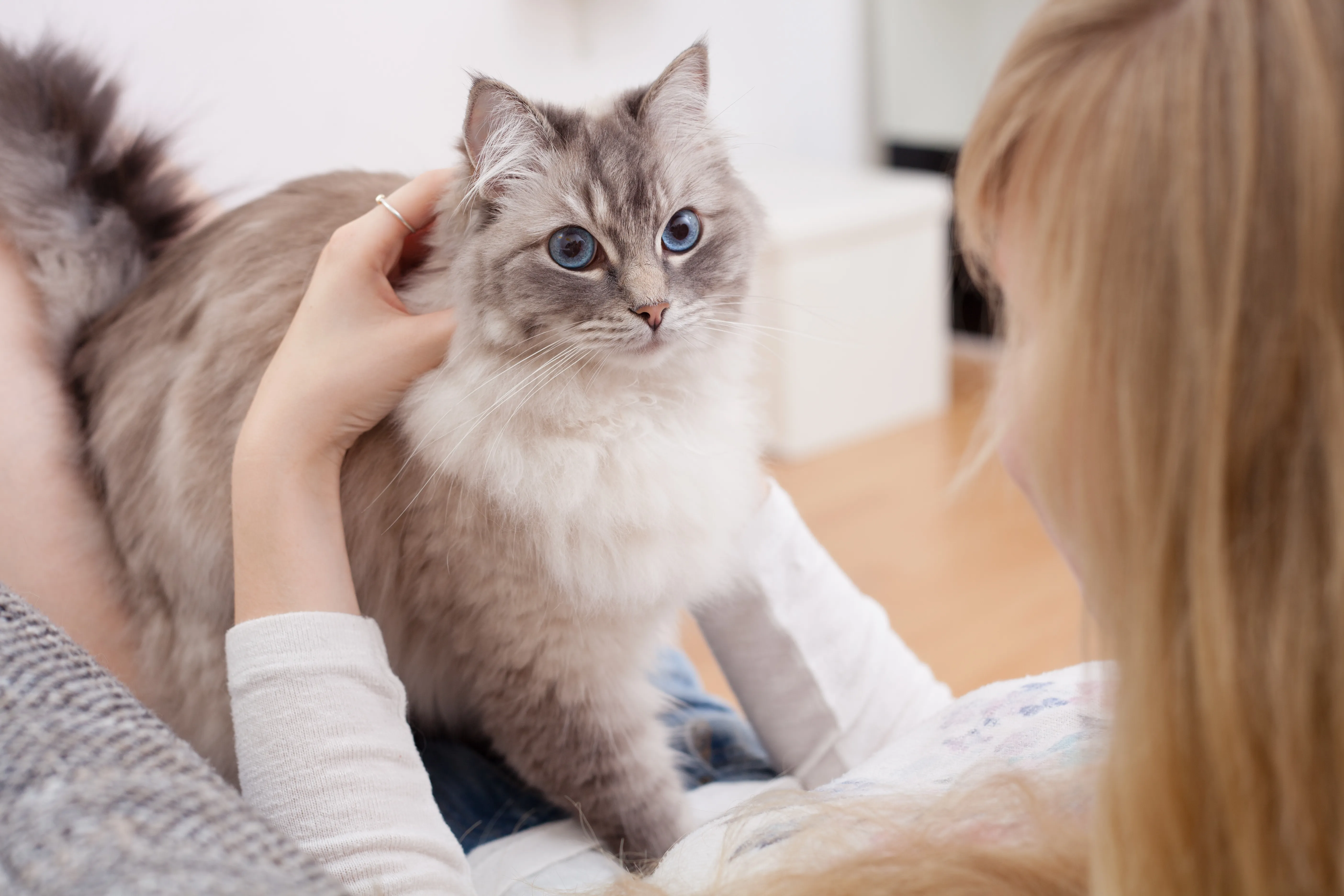 ragdoll katze mit frau