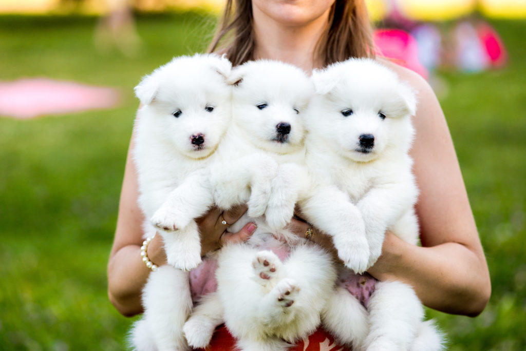 samoyede welpen mit züchter Cute samoyed puppies. Breeding dogs.