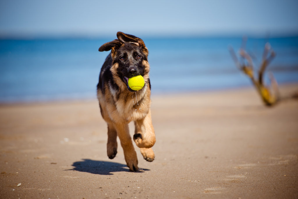 deutscher schäferhund am strand deutscher schäferhund am strand