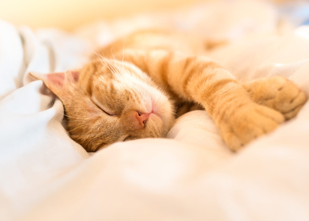 gatos_gostam_dos_donos_2 o meu gato gosta de mim? Se ele dorme ao pé de si, gosta com certeza!
