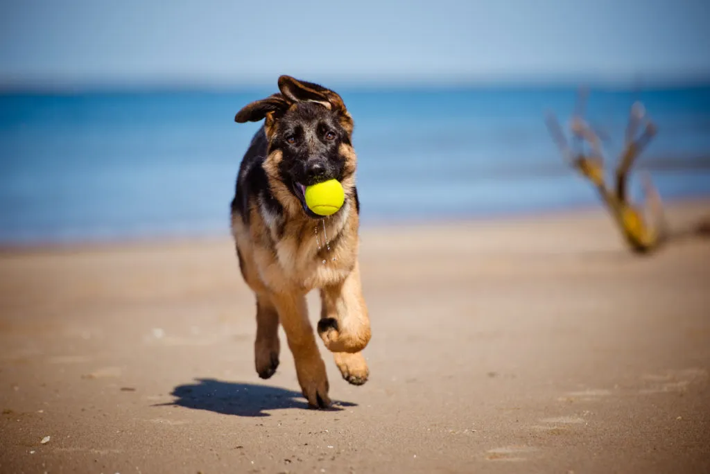 german shepherd puppy playing on the beach Praias para cães em Portugal: uma praia oferece inúmeras possibilidades para um cão se divertir.