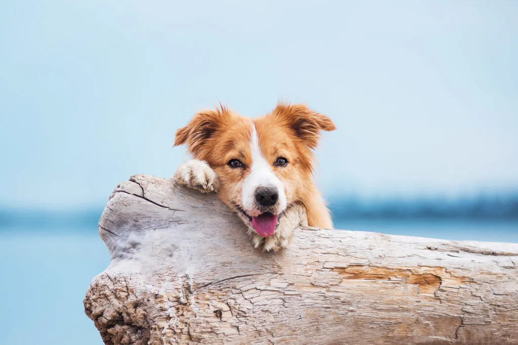 Red border collie running on a beach Praias para cães em Portugal: encontre os melhores lugares para umas excelentes férias com o seu patudo