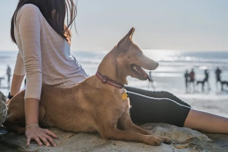 praias-para-caes Praias para cães: descubra onde passar o verão com o seu cão
