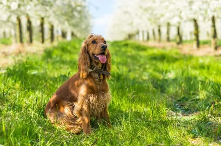 cocker