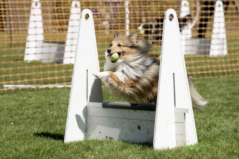 flyball-caes