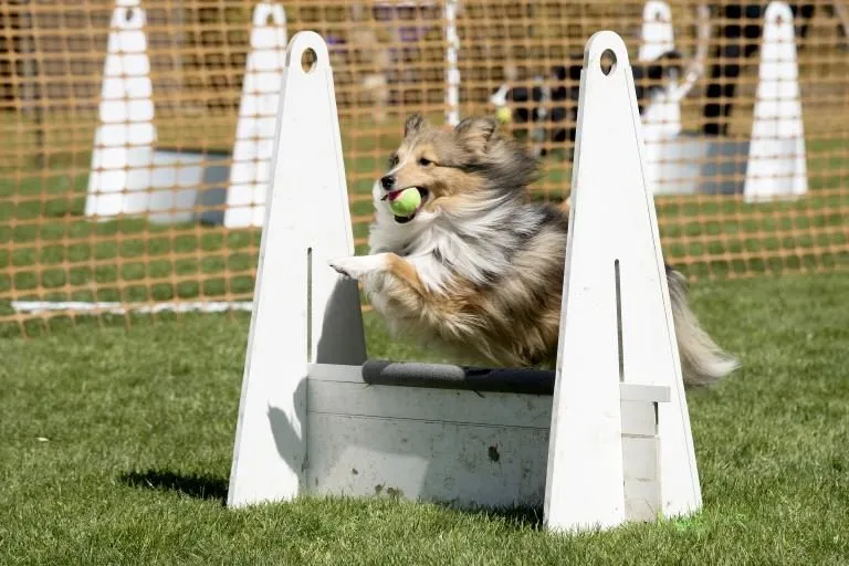 flyball-caes flyball-caes