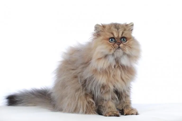 gato-persa gato-persa