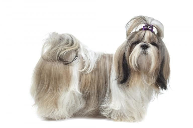 shih-tzu-portrait shih-tzu-portrait
