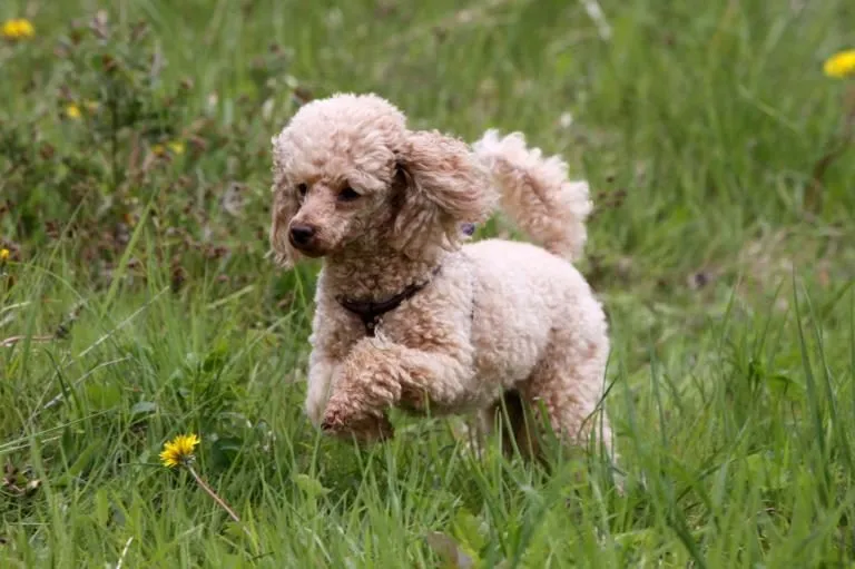 caniche-medio caniche-medio