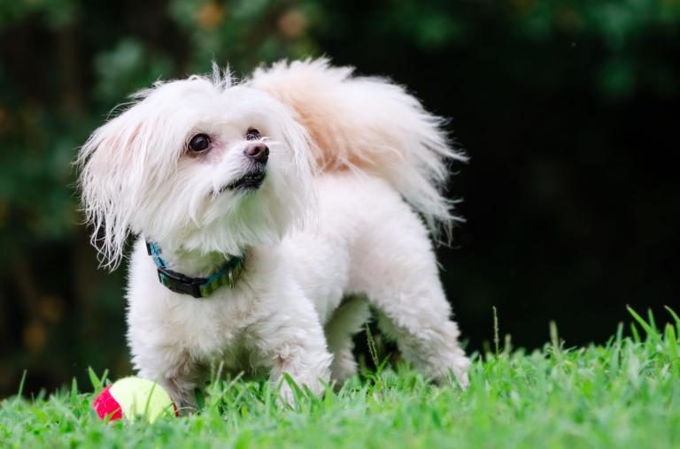 maltipoo maltipoo