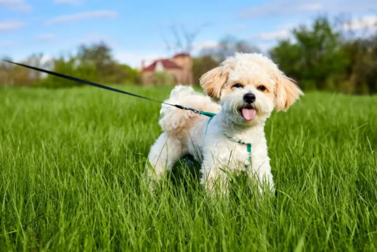 maltipoo com trela num parque