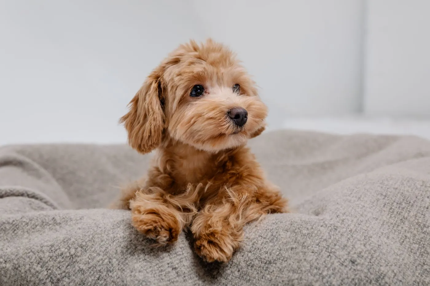 cachorro maltipoo em cama para c&atilde;es