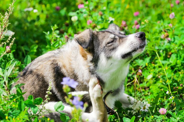 Pulgas nos cães: A comichão intensa é um sinal típico de que o cão tem pulgas