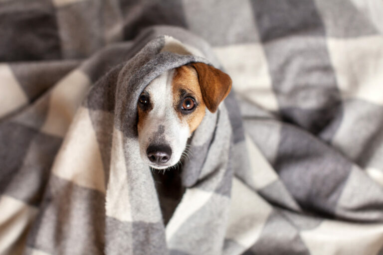 constipação nos cães constipação nos cães
