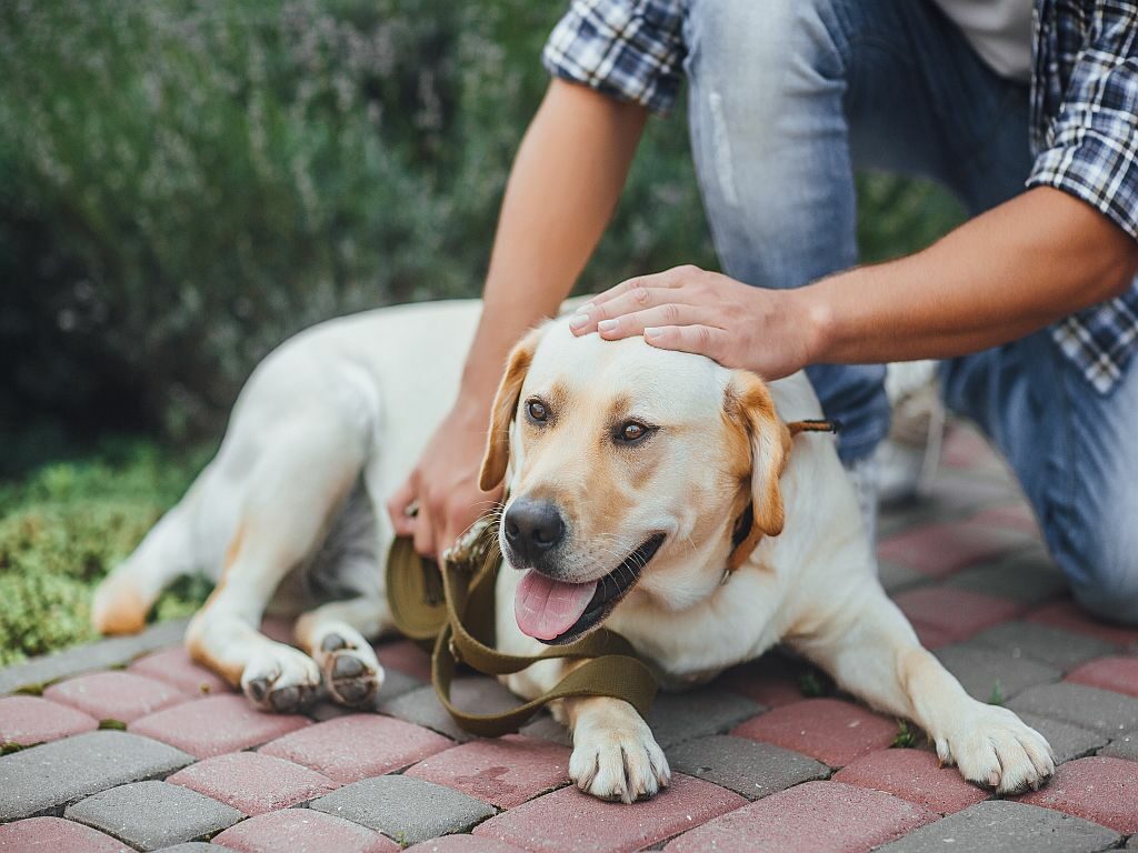 Active, smile and happy labrador retriever dog outdoors in grass park on sunny summer day. Dog with his owner. labrador gassi