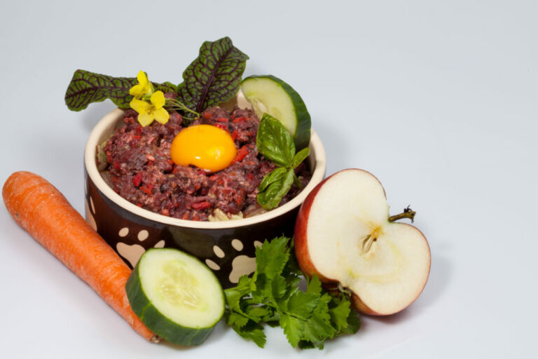 Quais os nutrientes mais importantes para a dieta dos cães Nutrientes importantes para cães
