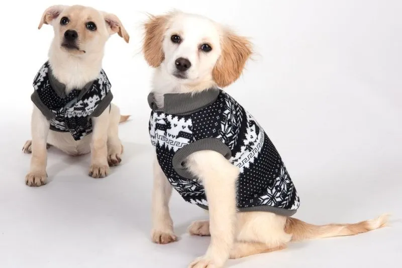 Prendas para cães: pulôver norueguês