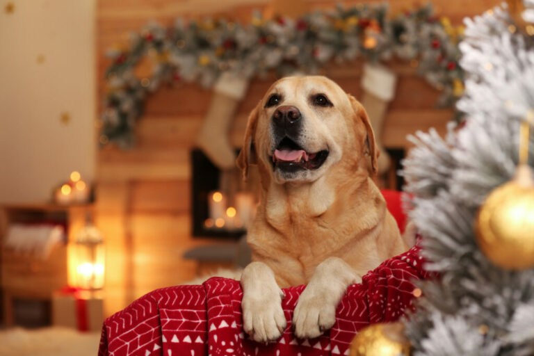 porque não adotar cães no natal