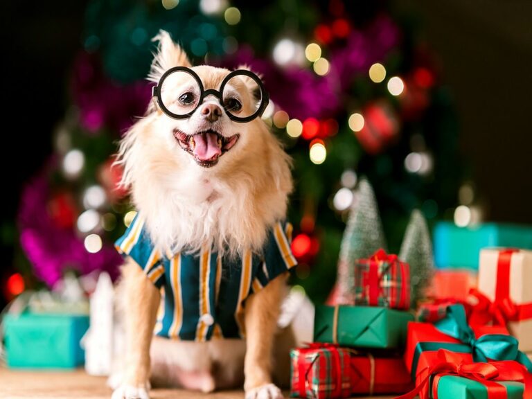 Prendas de natal para cães