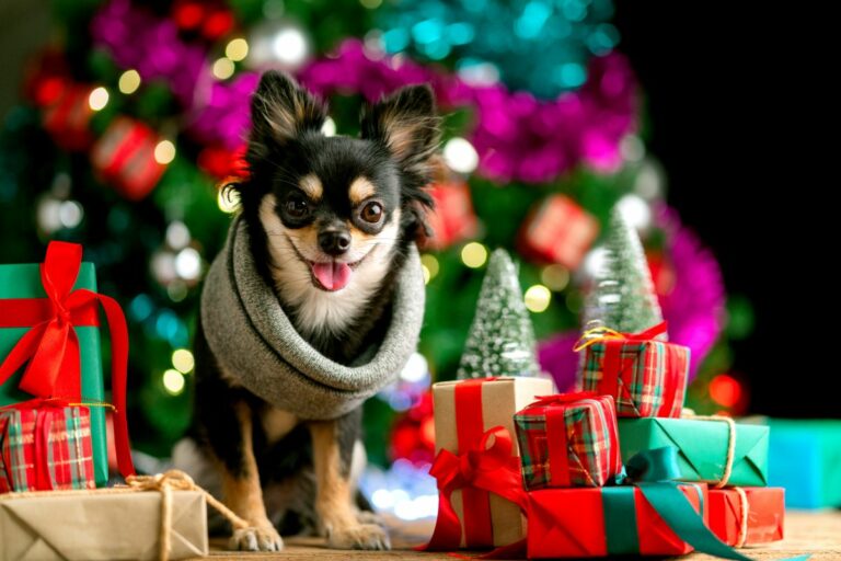 cute black color small dog sit relax near present gift box and Prendas de Natal para cães: ideias e dicas