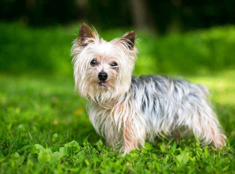 Tudo sobre yorkshire terrier