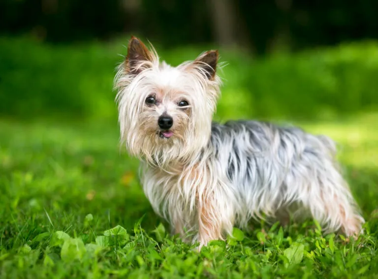 Yorkshire Terrier Tudo sobre yorkshire terrier