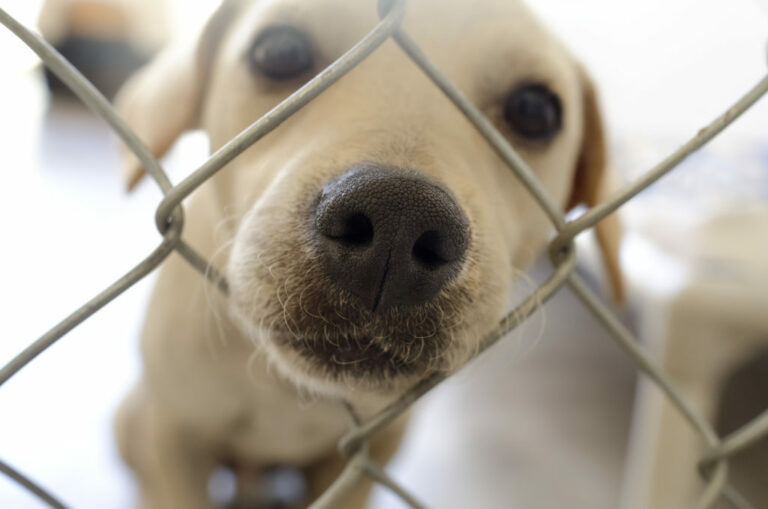 adotar um cão