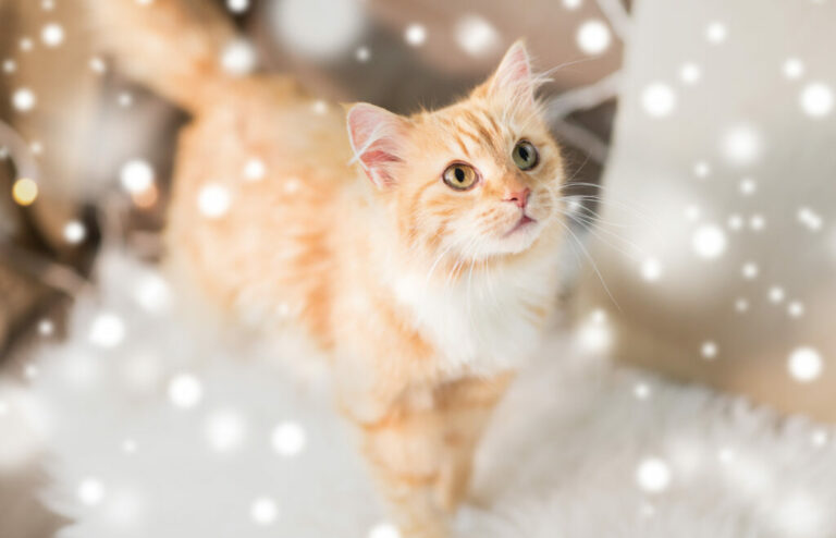 red tabby cat on sofa with sheepskin at home não oferecer gatos no natal