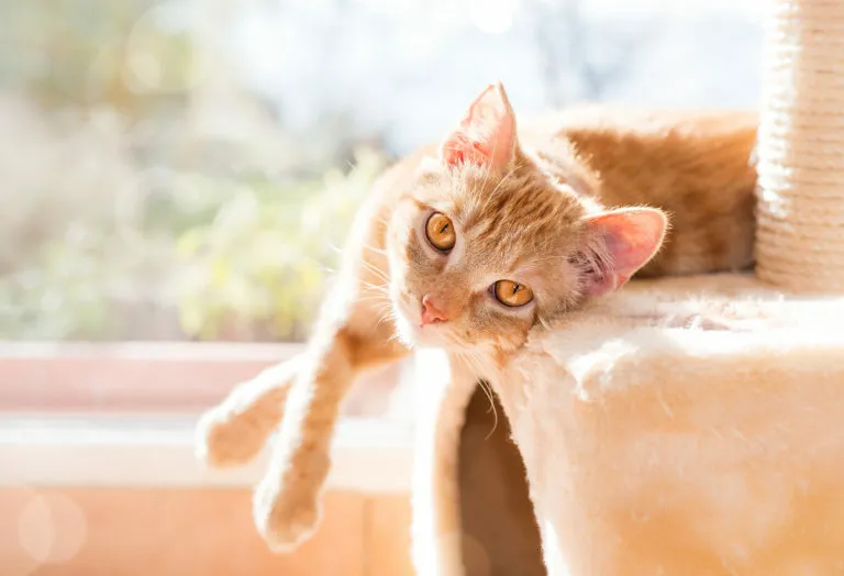 adotar um gato
