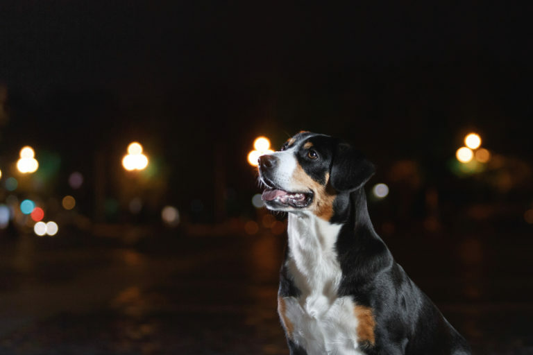 cão arfa à noite o que fazer se o cão arfa à noite