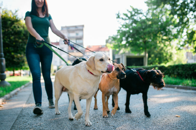 como ser um dog sitter