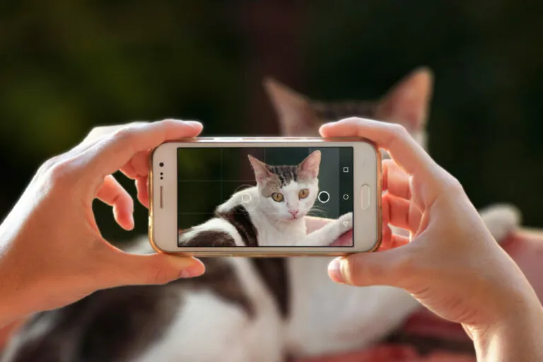 uma pessoa a fotografar um gato tirar fotos a gatos
