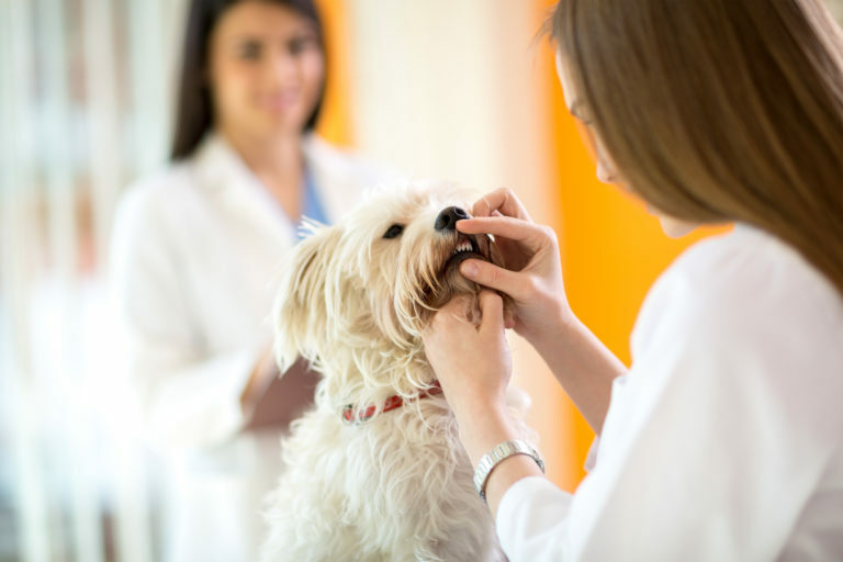 como evitar tártaro nos cães tartaro cães