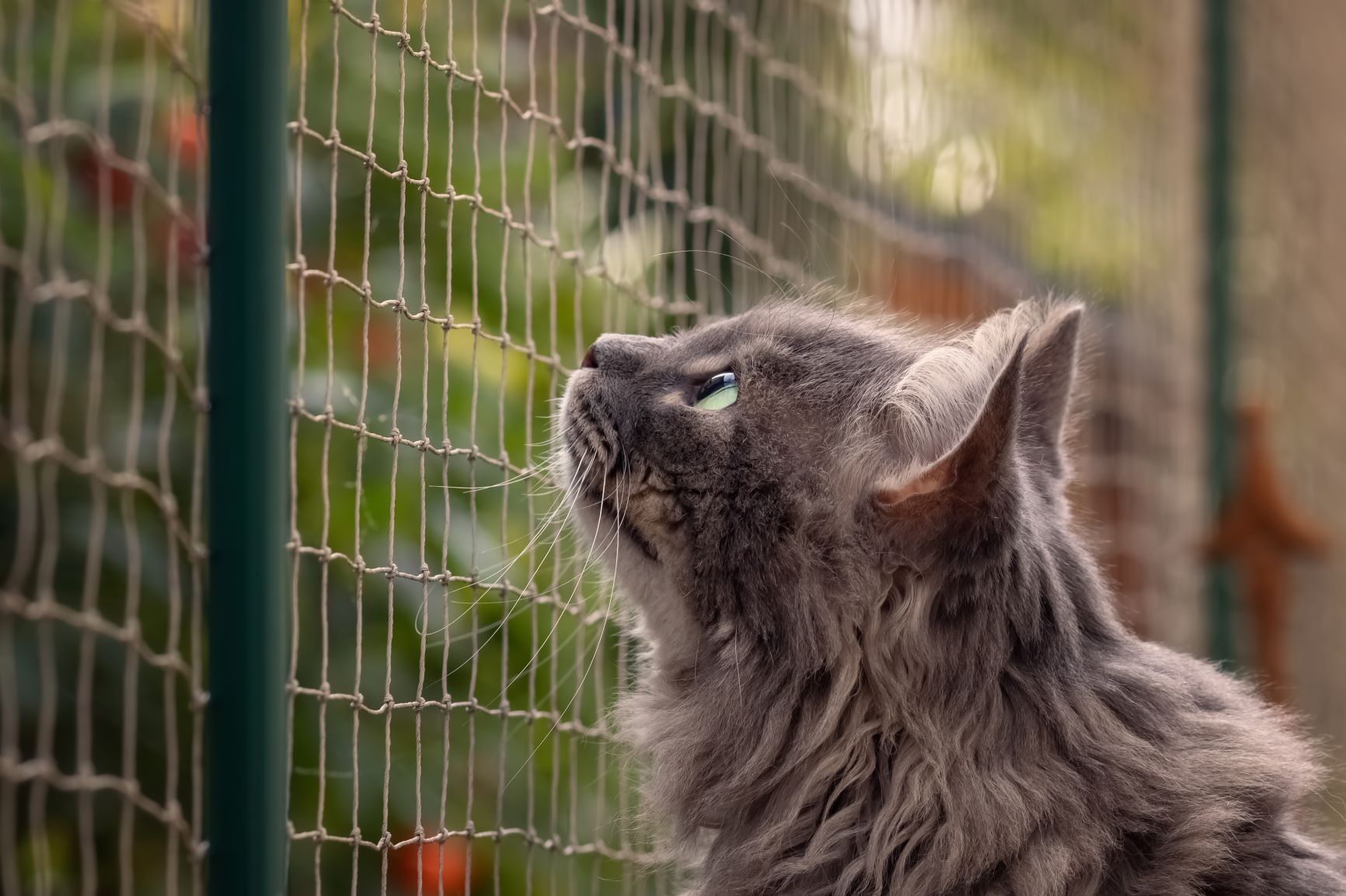 Tornar a varanda segura para gatos