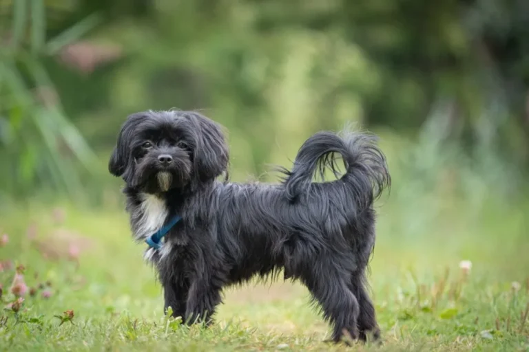 bolonka zwetna preto num jardim
