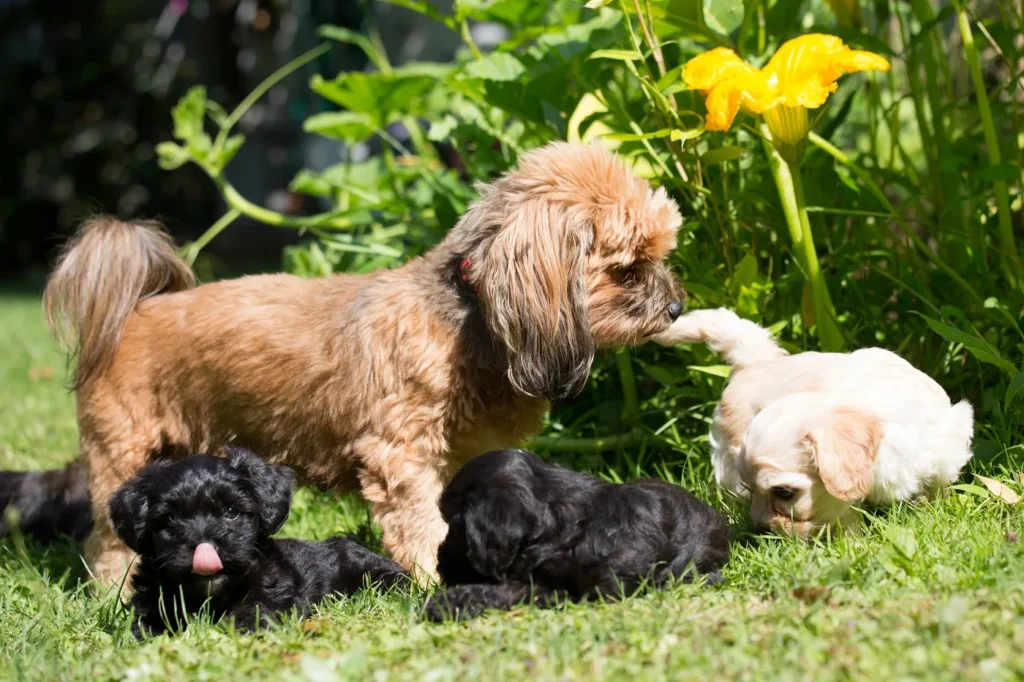 cadela bolonka zwetna com os cachorros no jardim